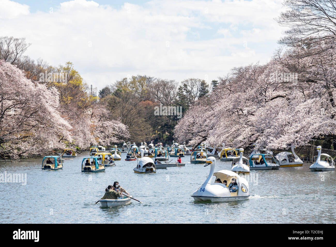 44+ Hanami Gärten Der Welt 2019, Hanami, das traditionelle