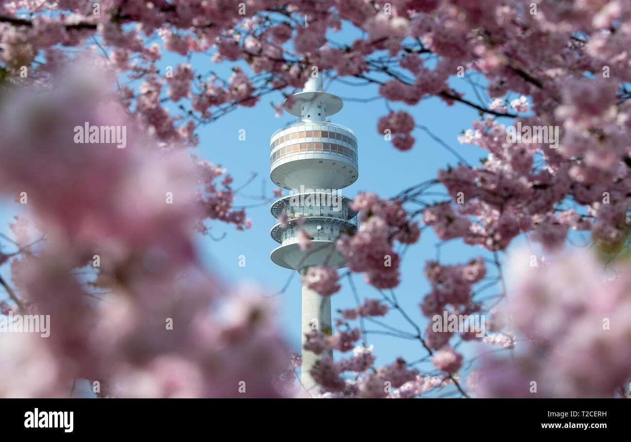 01. April 2019, Bayern, München: Japanische zier Kirschen blühen im  Olympischen Park. Im Hintergrund sieht man den Olympiaturm. Foto: Sven  Hoppe/dpa Stockfotografie - Alamy