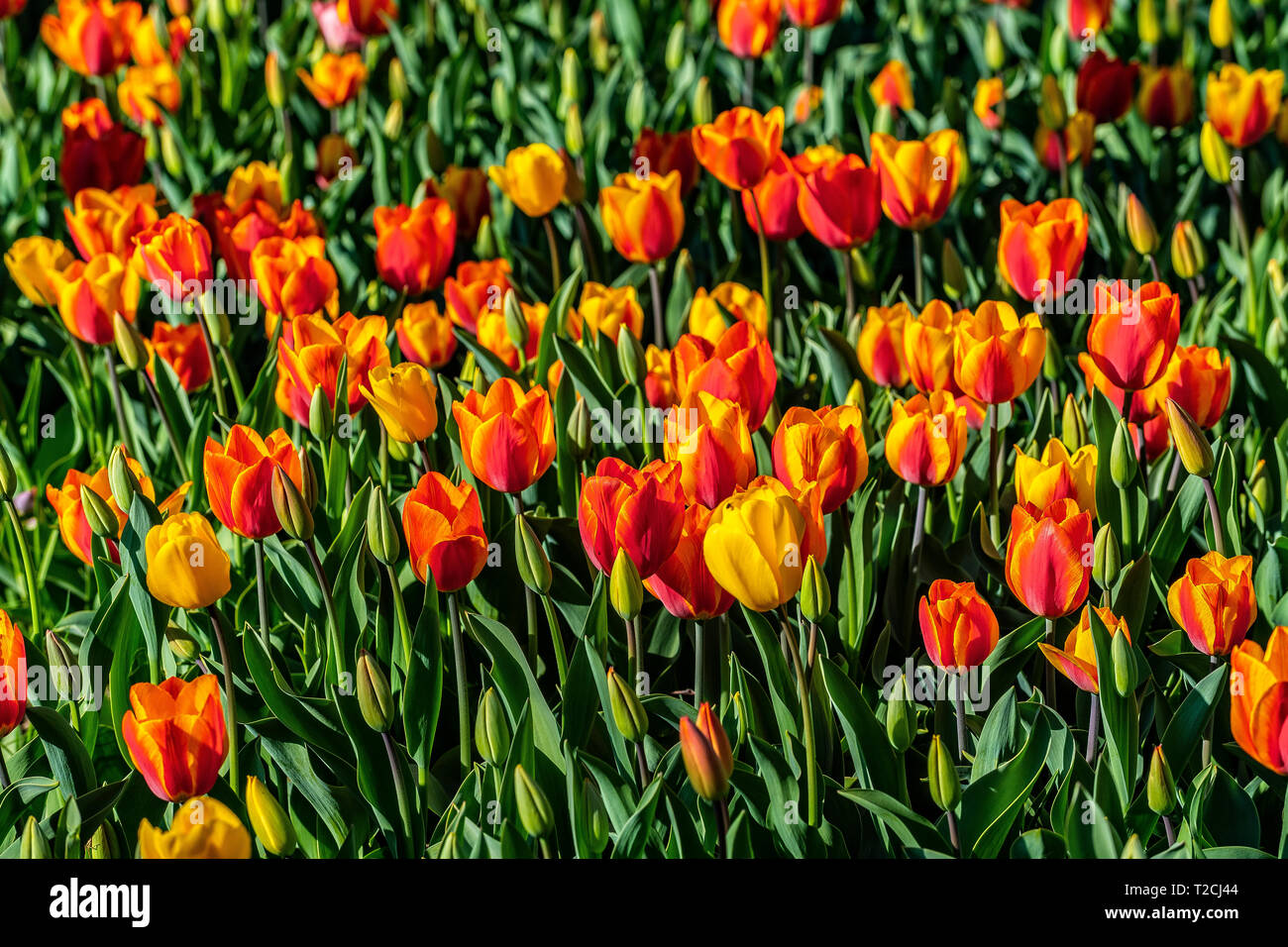 Italien Piemont Pralormo Burg' messer Tulipano' Event ankündigen, um die Feder zu Tulpen gewidmet Stockfoto