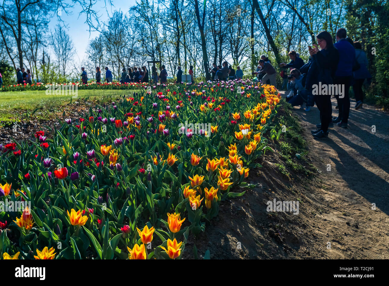 Italien Piemont Pralormo Burg' messer Tulipano' Event ankündigen, um die Feder zu Tulpen gewidmet Stockfoto