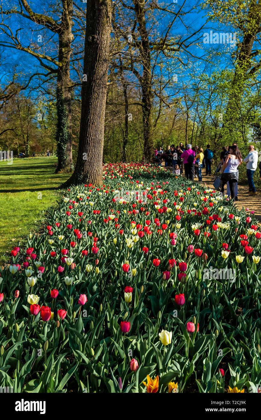 Italien Piemont Pralormo Burg' messer Tulipano' Event ankündigen, um die Feder zu Tulpen gewidmet Stockfoto