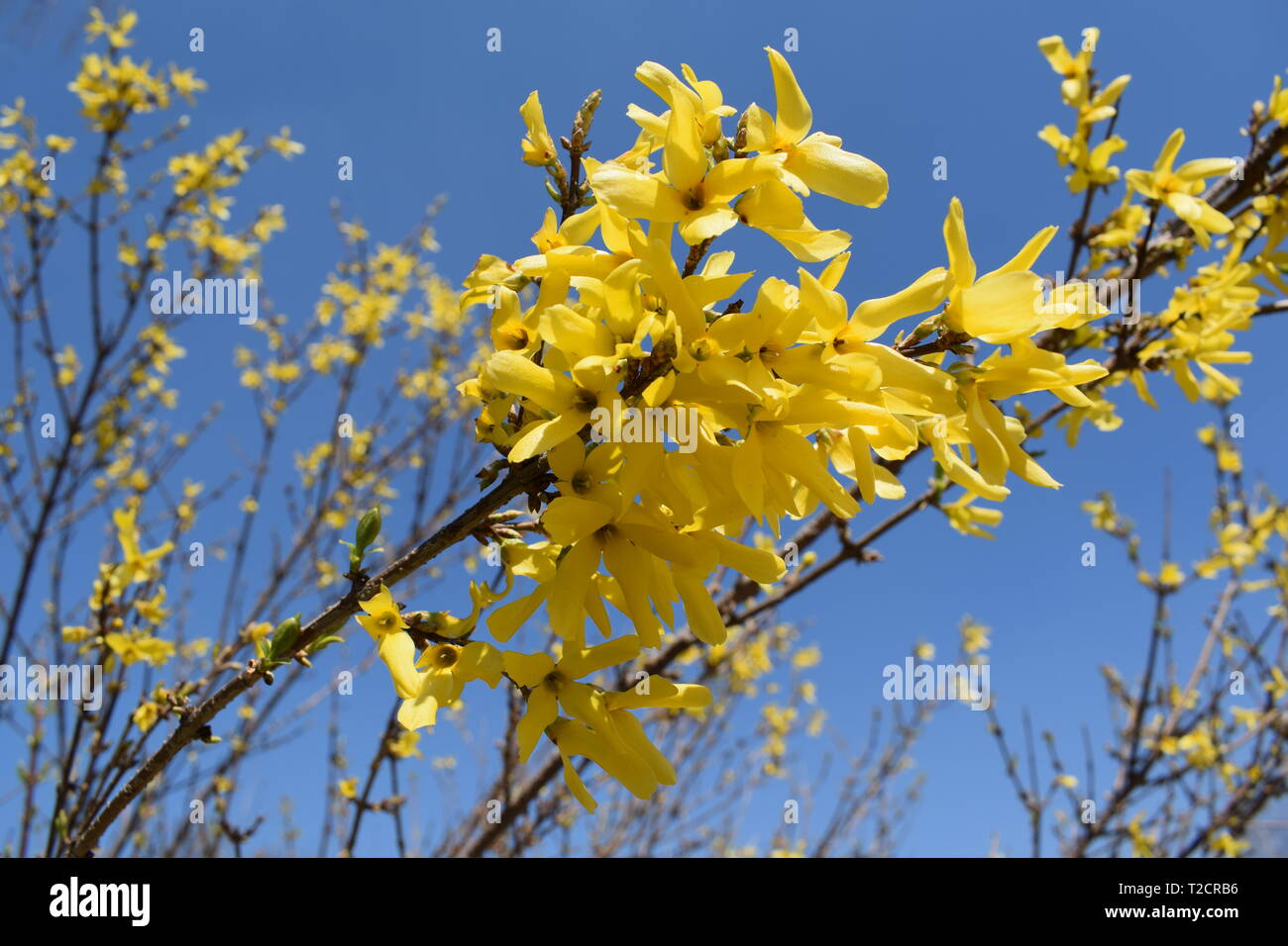 Gelbe Blüte Baum im Frühling schöne Wetter mit einem Himmel Hintergrund, Tapeten in Bulgarien Stockfoto