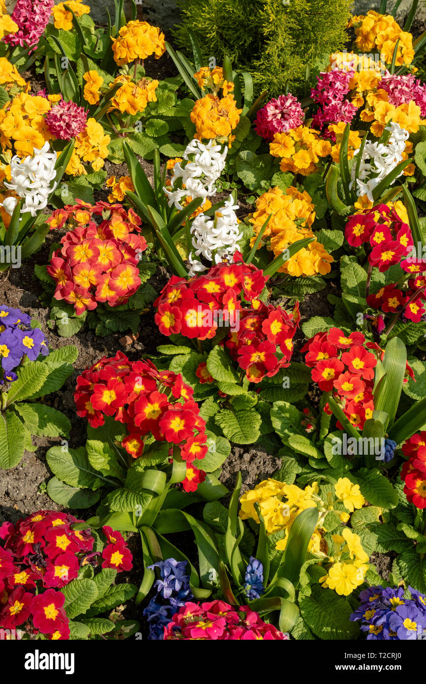 Devizes, Wiltshire, England, UK. März 2019. Eine farbige Darstellung der frühen Frühling Blumen. Stockfoto