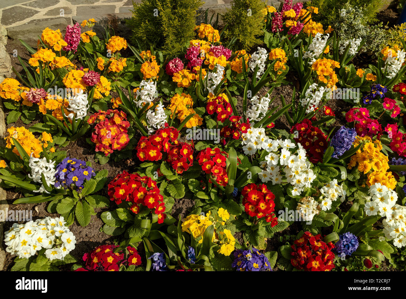 Devizes, Wiltshire, England, UK. März 2019. Eine farbige Darstellung der frühen Frühling Blumen. Stockfoto