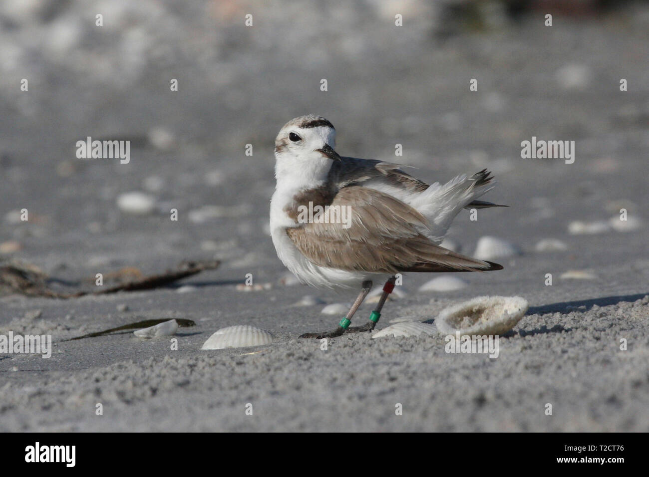 Snowy Plover, Charadrius nivosus, im Wasser am Strand, USA Stockfoto