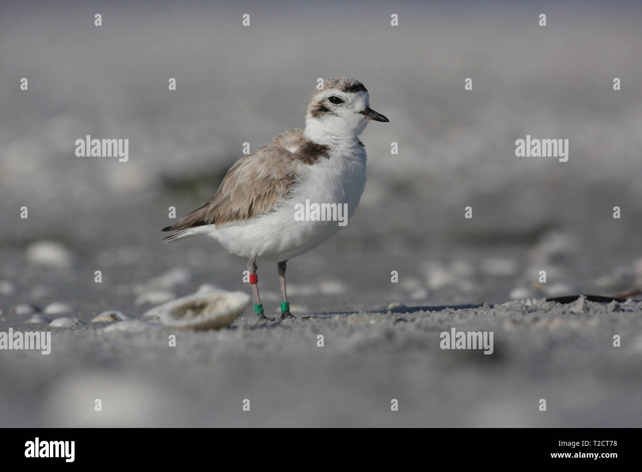 Snowy Plover, Charadrius nivosus, im Wasser am Strand, USA Stockfoto