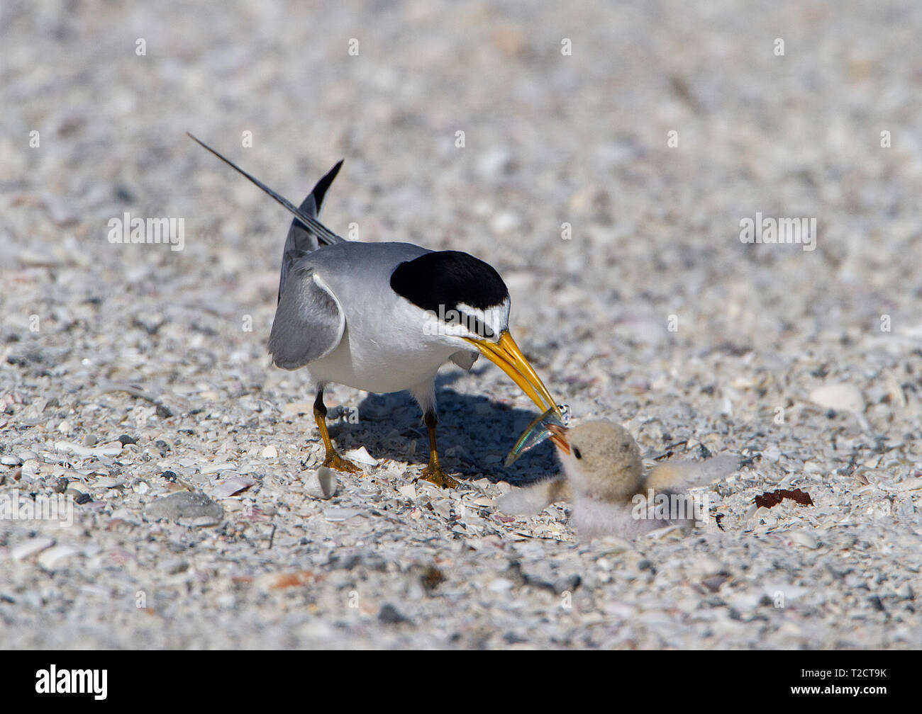 Mindestens Seeschwalbe, Sternula antillarum, USA, Erwachsene mit Jungen am Strand Nest Stockfoto