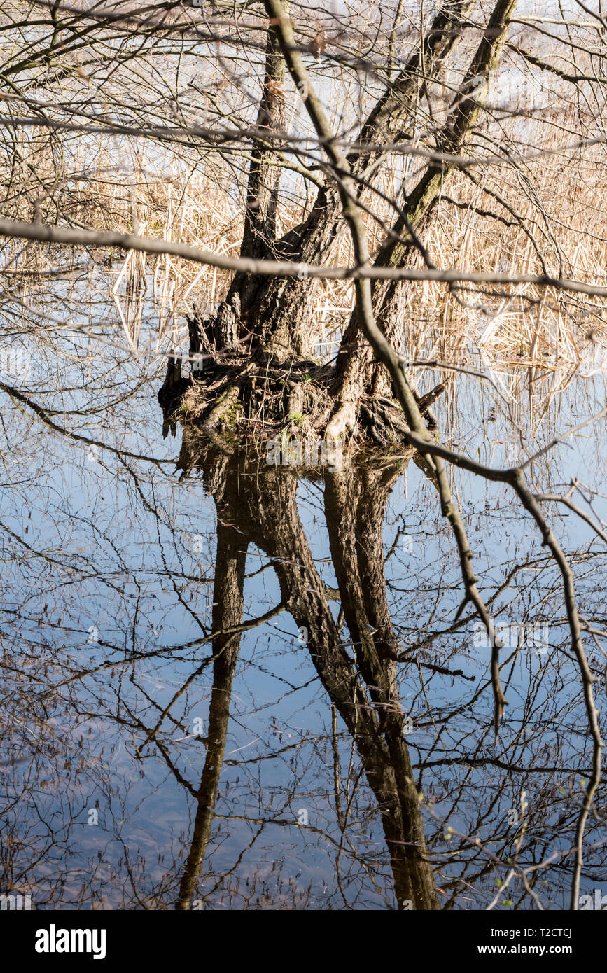 Baum und Sky Reflexion über Kotvice Teich Wasser groundnear Studenka Poodri in Landschaftsschutzgebiets Böhmerwald in der Tschechischen Republik während schönen Frühlingstag Stockfoto