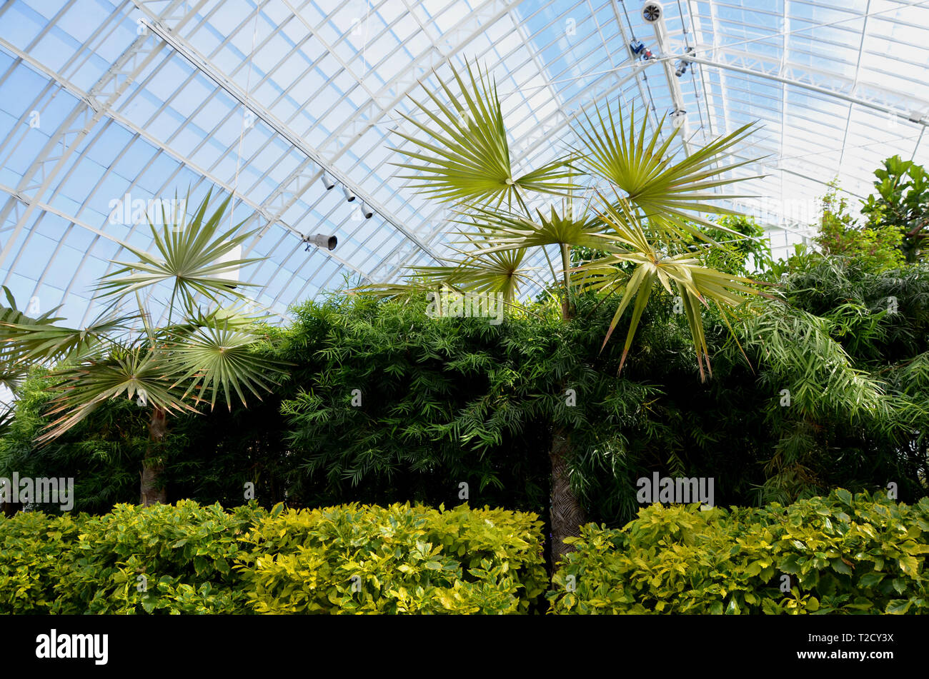 Botanischer Garten Palmen und Büschen Stockfotografie Alamy