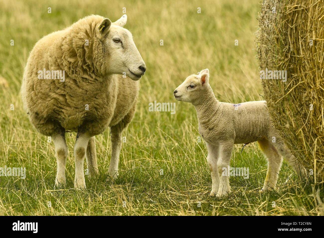 Am 1. März in der meteorologische Kalender ist der erste offizielle Tag der Frühling. Frühjahr Lämmer in einem Feld in der Nähe von Tranent, East Lothian beschmutzt. Mit: lämmer Wo: Edinburgh, Großbritannien Wann: 01 Mar 2019 Credit: Euan Kirsche / WANN Stockfoto