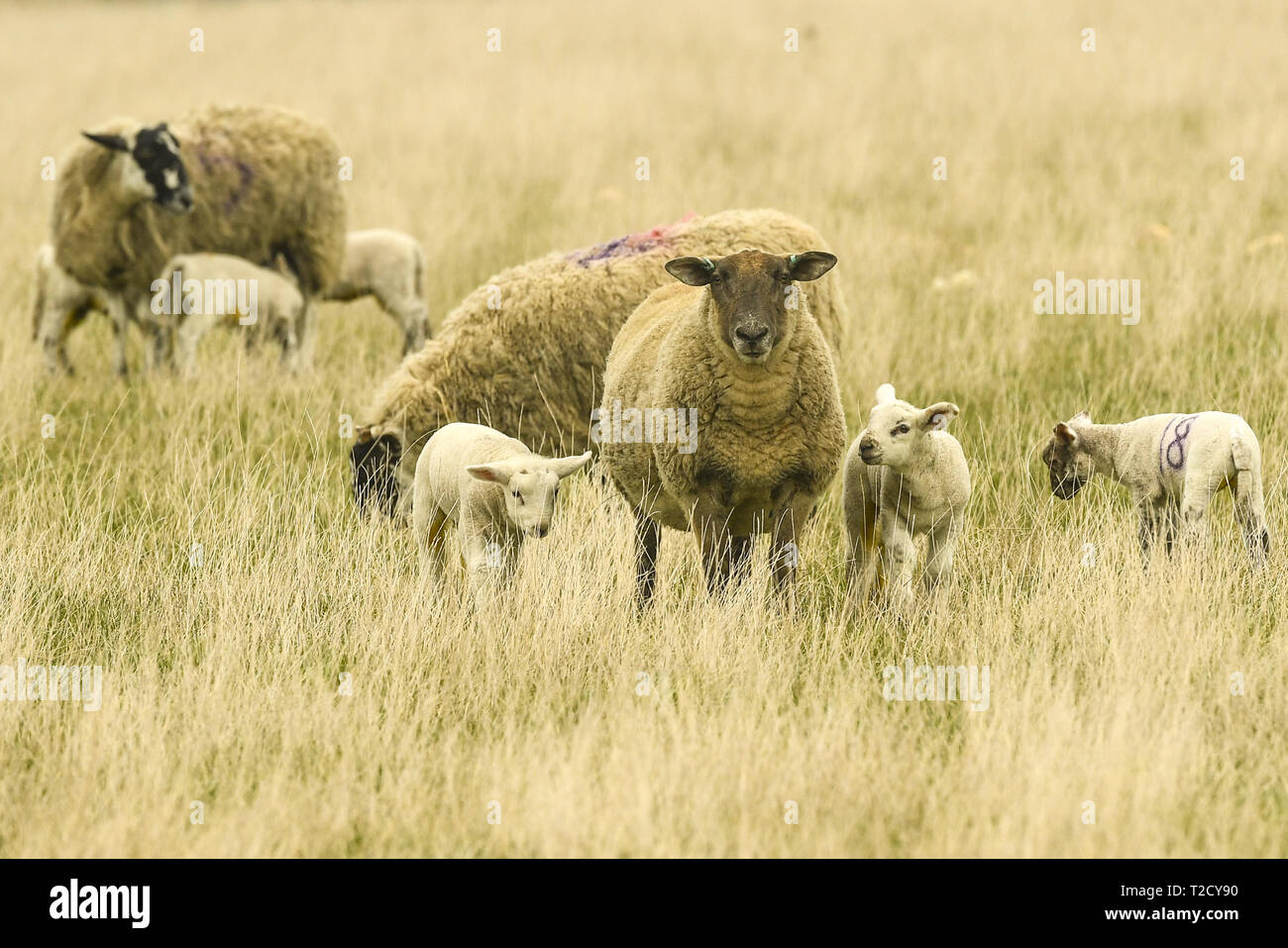 Am 1. März in der meteorologische Kalender ist der erste offizielle Tag der Frühling. Frühjahr Lämmer in einem Feld in der Nähe von Tranent, East Lothian beschmutzt. Mit: lämmer Wo: Edinburgh, Großbritannien Wann: 01 Mar 2019 Credit: Euan Kirsche / WANN Stockfoto