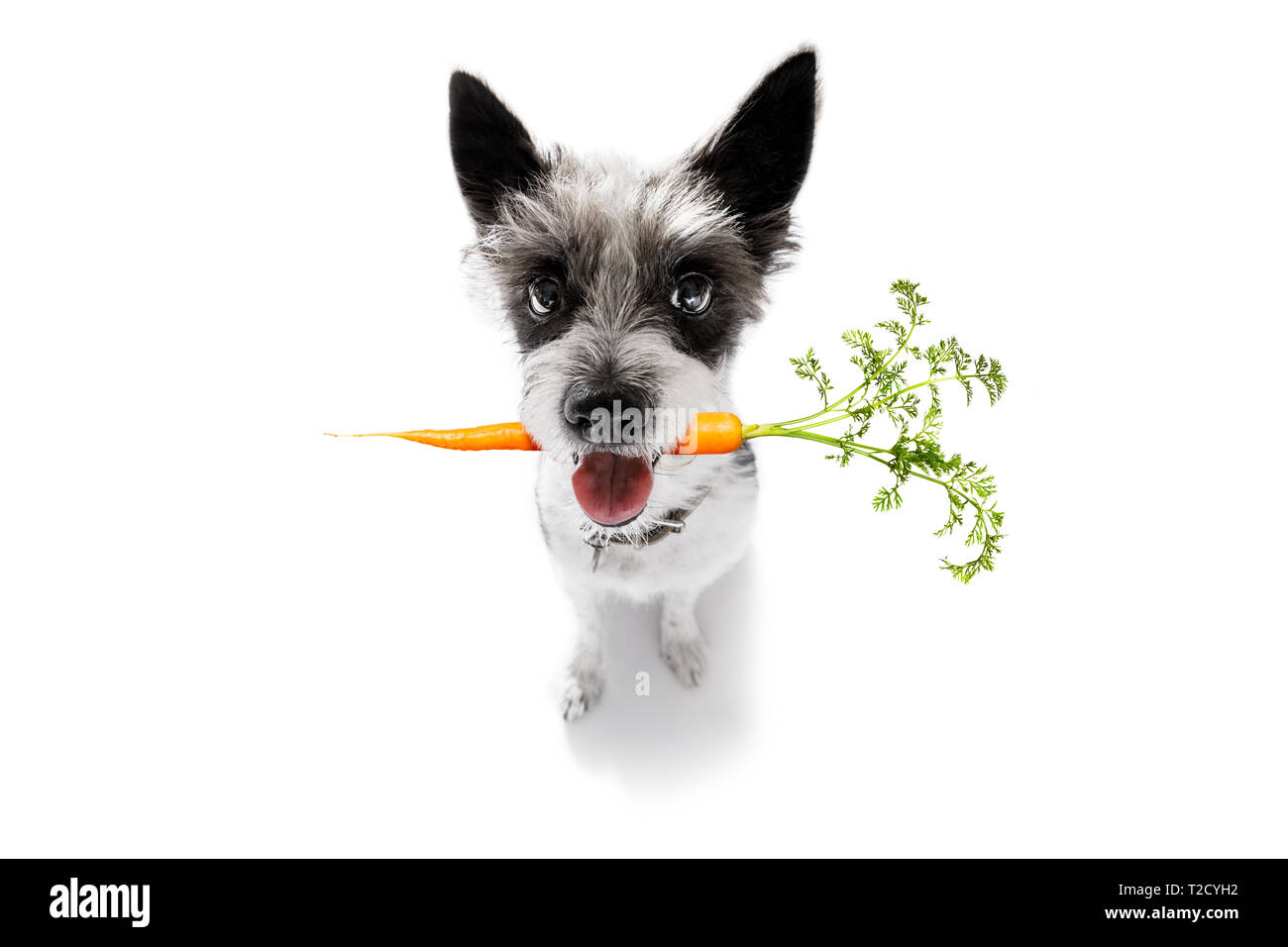 Pudel Hund mit gesunden veganen Karotte in Mund, auf weißem Hintergrund Stockfoto