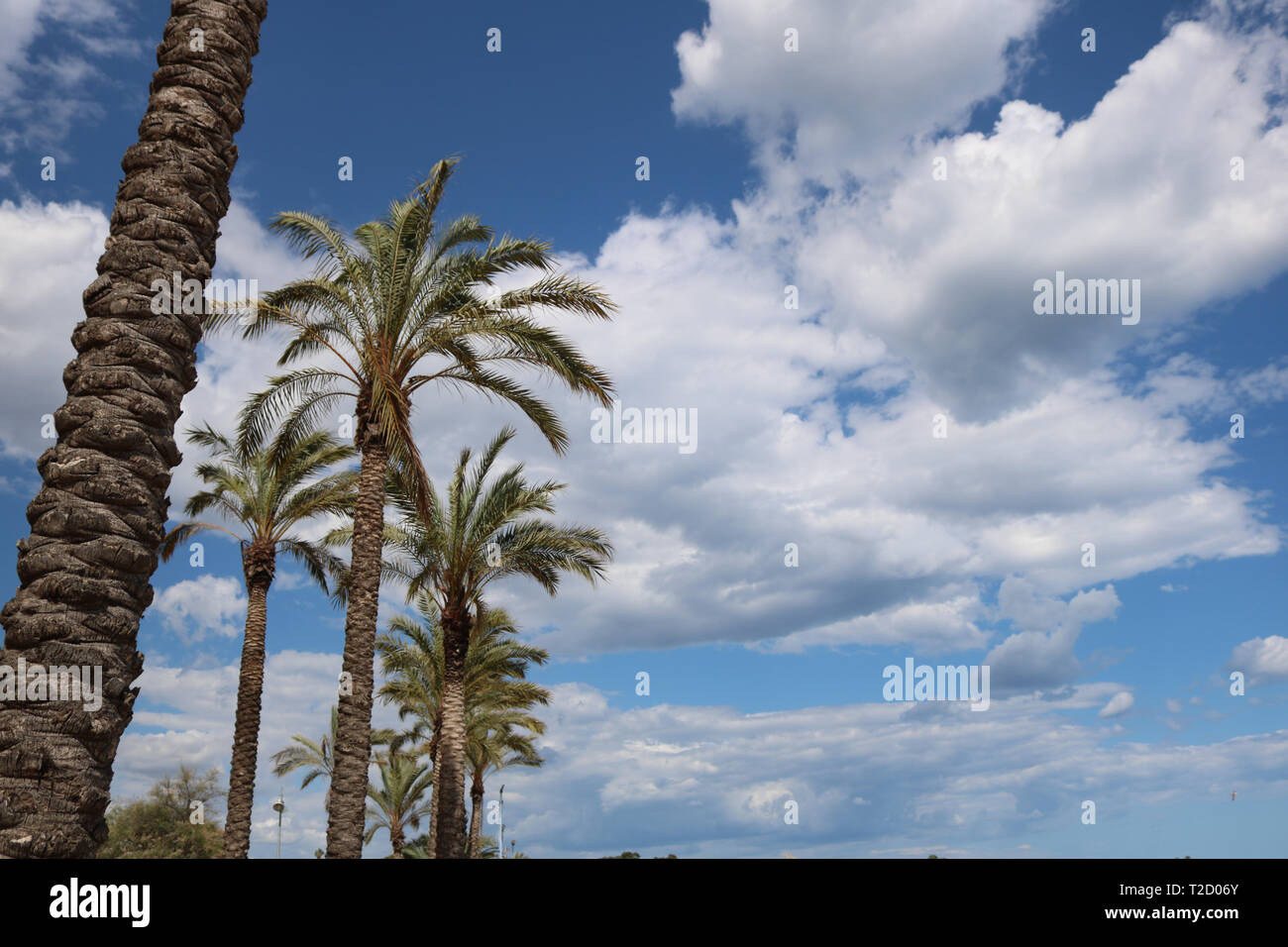 Palmen in Tarragona Während mediterrane Spiele im Juni 2018 Stockfoto