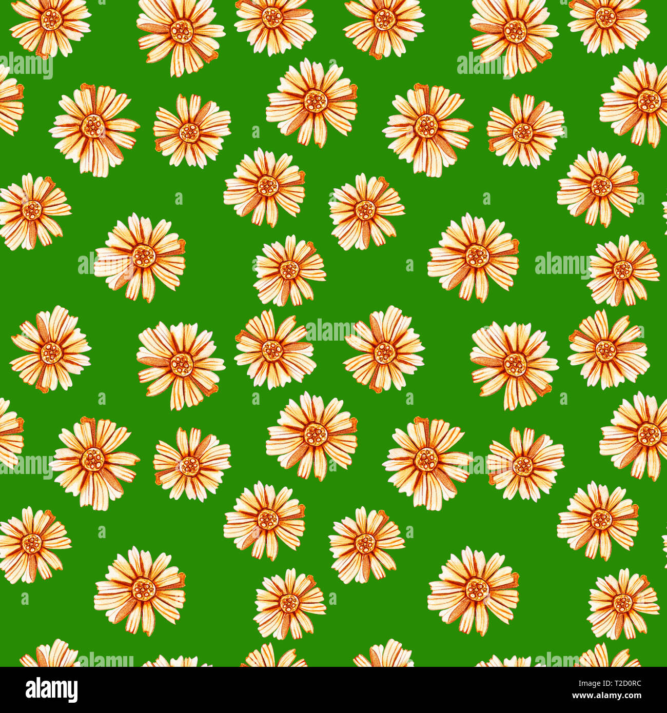 Helle nahtlose Muster mit gelb orange Gänseblümchen. Aquarell Wildblumen auf grünem Hintergrund. Bereich der Gänseblümchen. Design für Naturkosmetik, Kraut Stockfoto