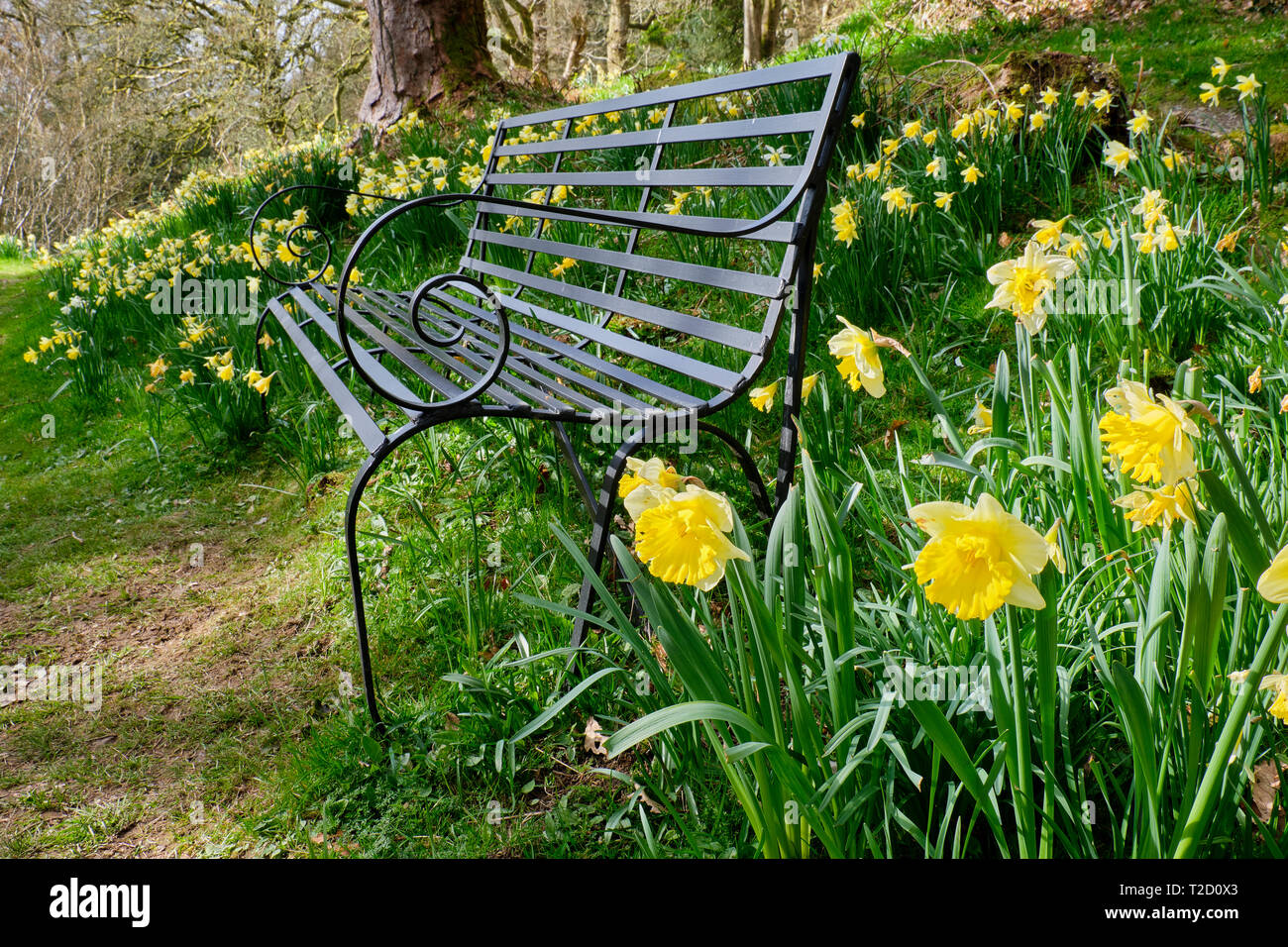 Eine Bank umgeben von Narzissen im Feld der Dora, Rydal, Lake District, Cumbria Stockfoto