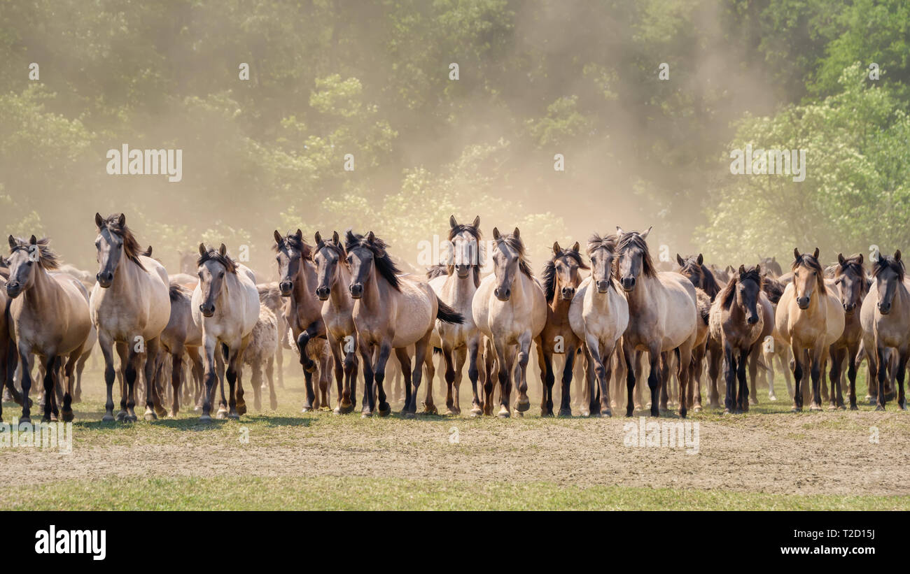 Herde von Duelmen Ponys, die letzten wilden Pferde in Deutschland, ein gebürtiger Pferderasse lebt im Merfelder Bruch, Dülmen, Münsterland, Nordrhein-Westfalen Stockfoto