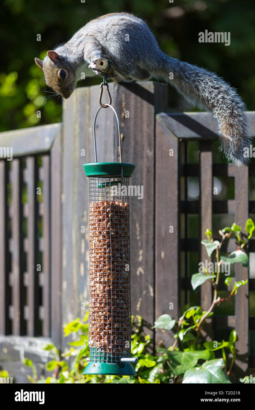 Gray Squirrel, Sciurus carolinensis, verwirren über Herausforderung, wie Erdnüsse in einem Garten Vogel Mutter feeder Feed Stockfoto