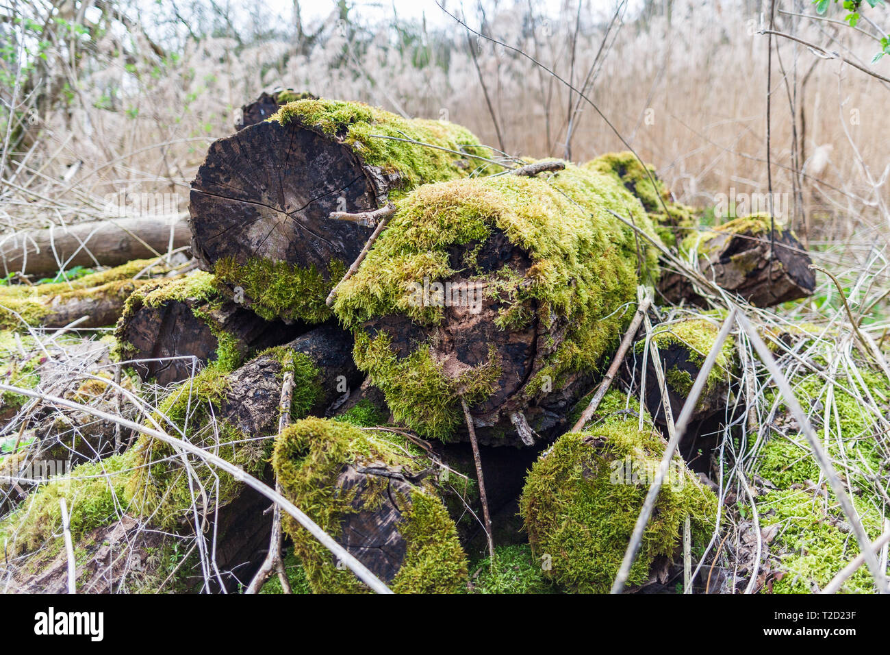Stapel der Protokolle in Moos bedeckt Stockfoto