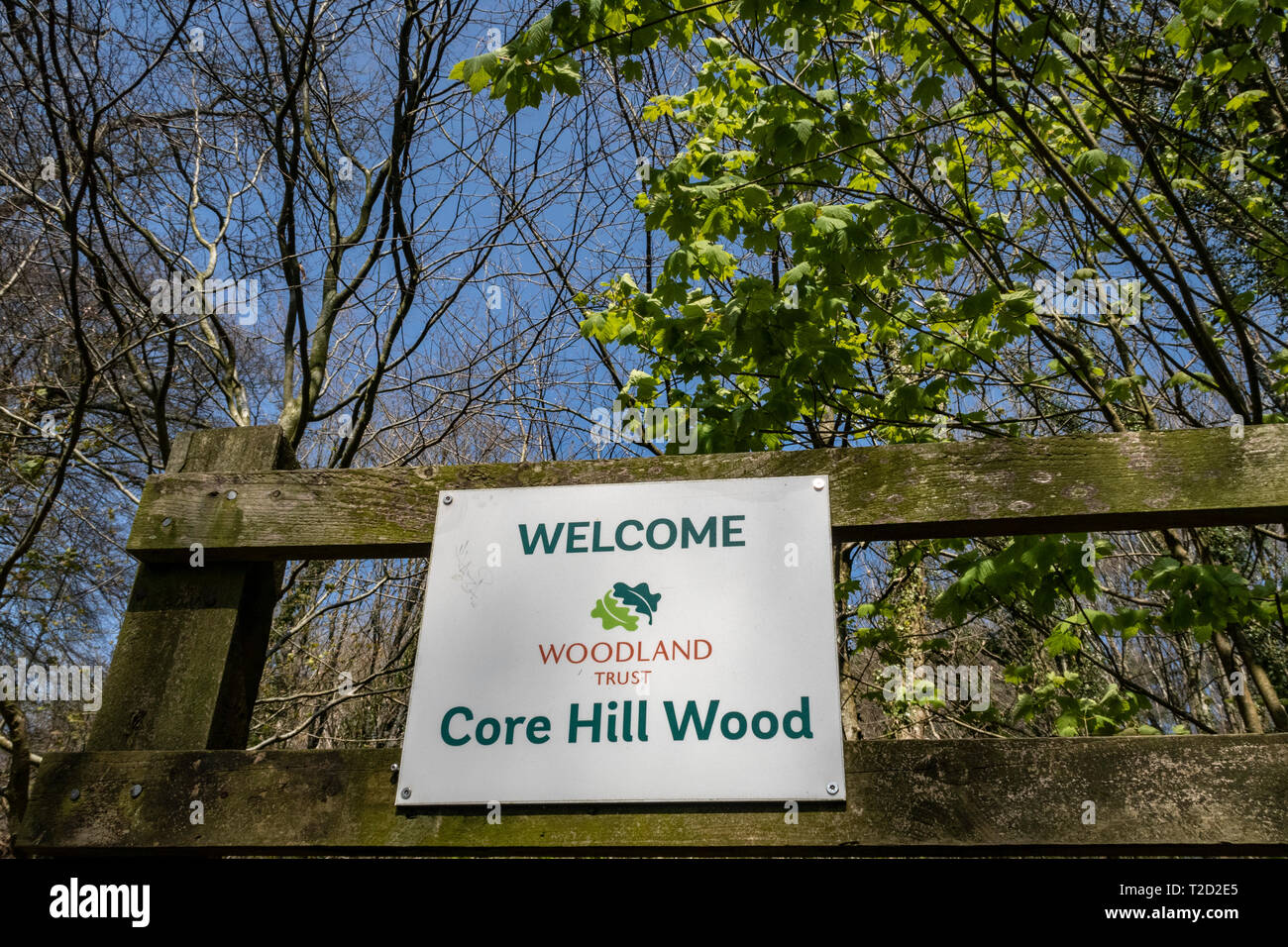 Core Hill Holz, oben Honiton, Devon, Teil der Woodland Trust, mit Wanderwegen und gut zu Fuß gehen. Stockfoto