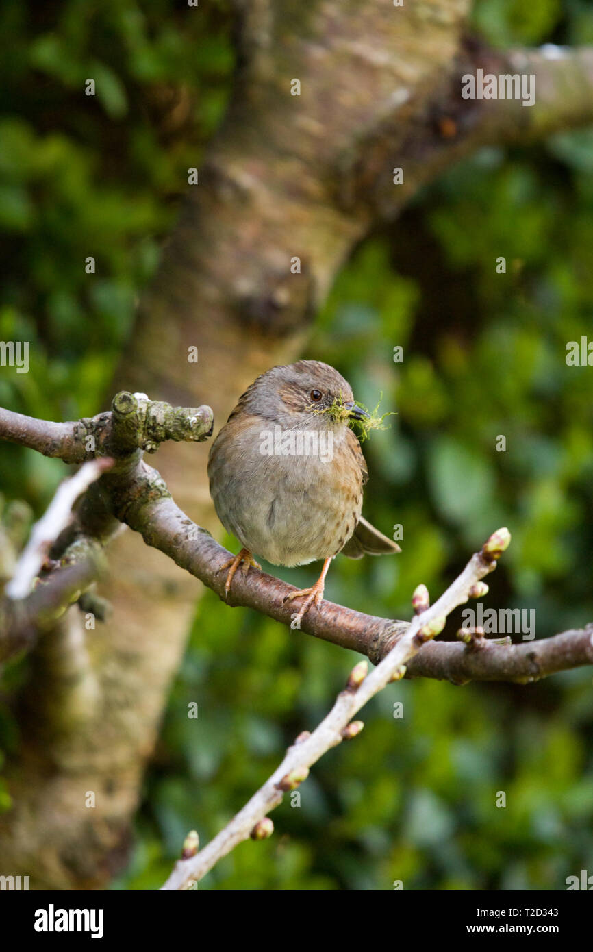 Sparrow thront in einem Baum, Ostküste, Lincolnshire, Großbritannien Stockfoto