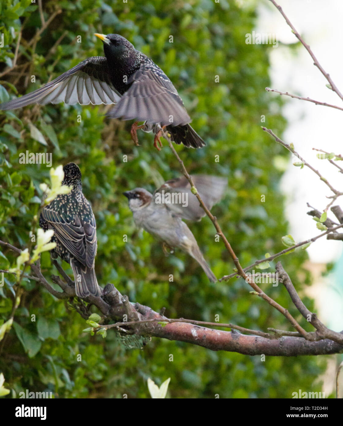 Starling und Spatz im Flug, Ostküste, Lincolnshire, Großbritannien Stockfoto