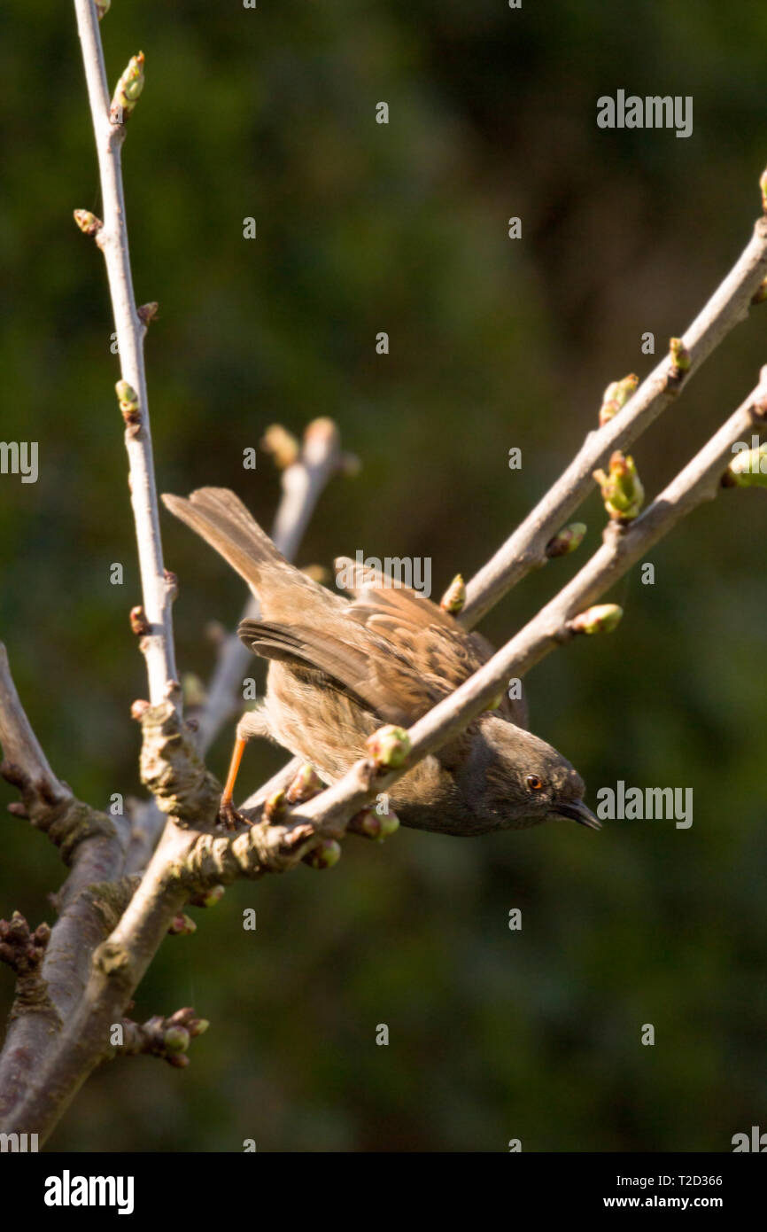 Sparrow thront in einem Baum, Ostküste, Lincolnshire, Großbritannien Stockfoto