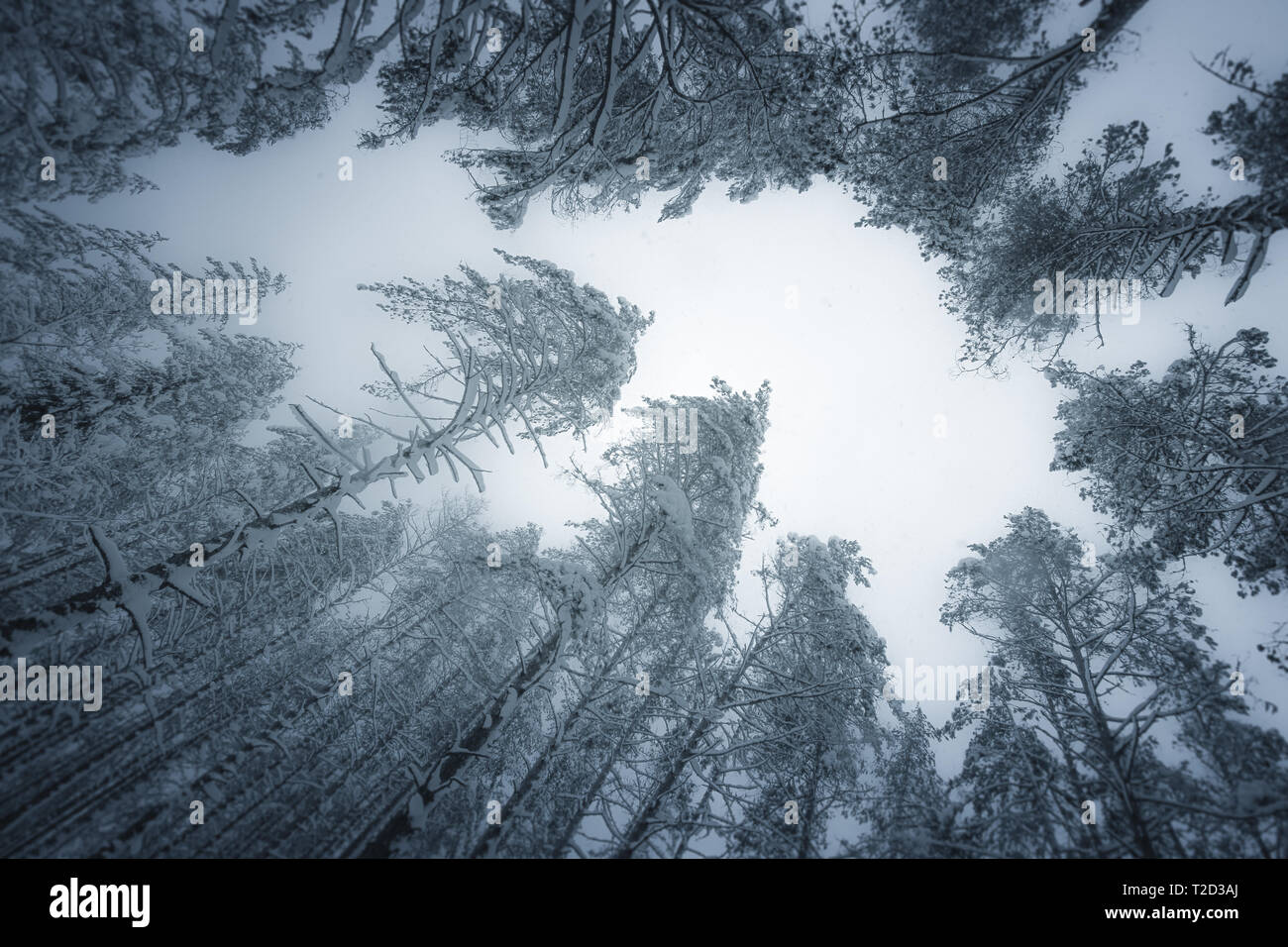 Winterlandschaft in den verschneiten Wald in Sankt-Petersburg, Russland Stockfoto