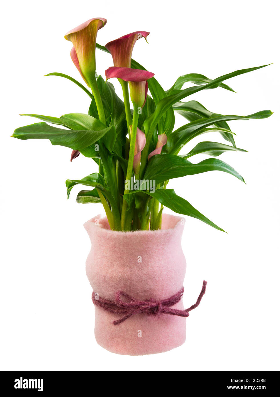 Nahaufnahme eines isolierten Aurum lily Flower vorhanden Stockfoto