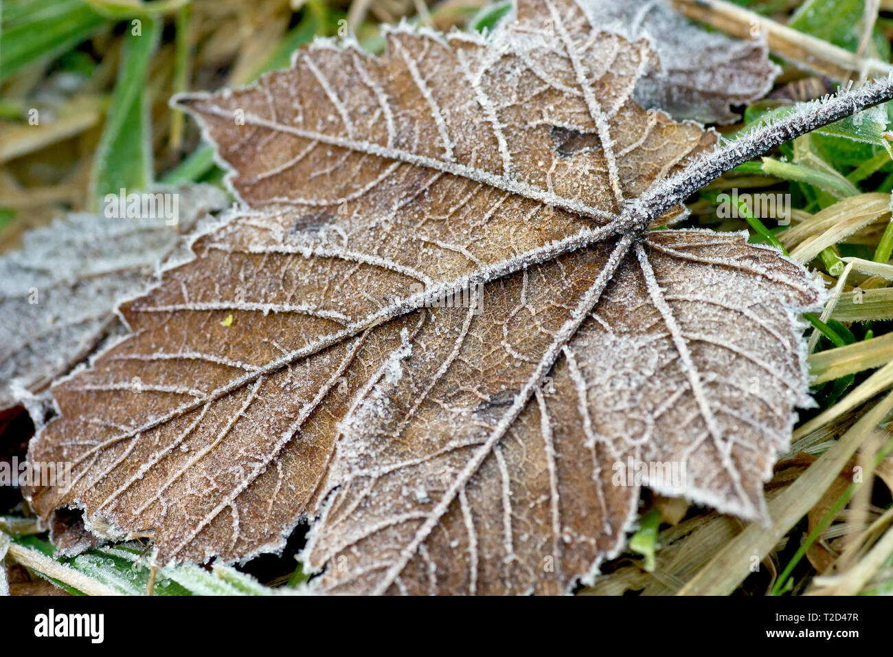 Ein gefallenes Blatt, es Detail abgeholt von einem leichten Frost von der Nacht zuvor. Stockfoto
