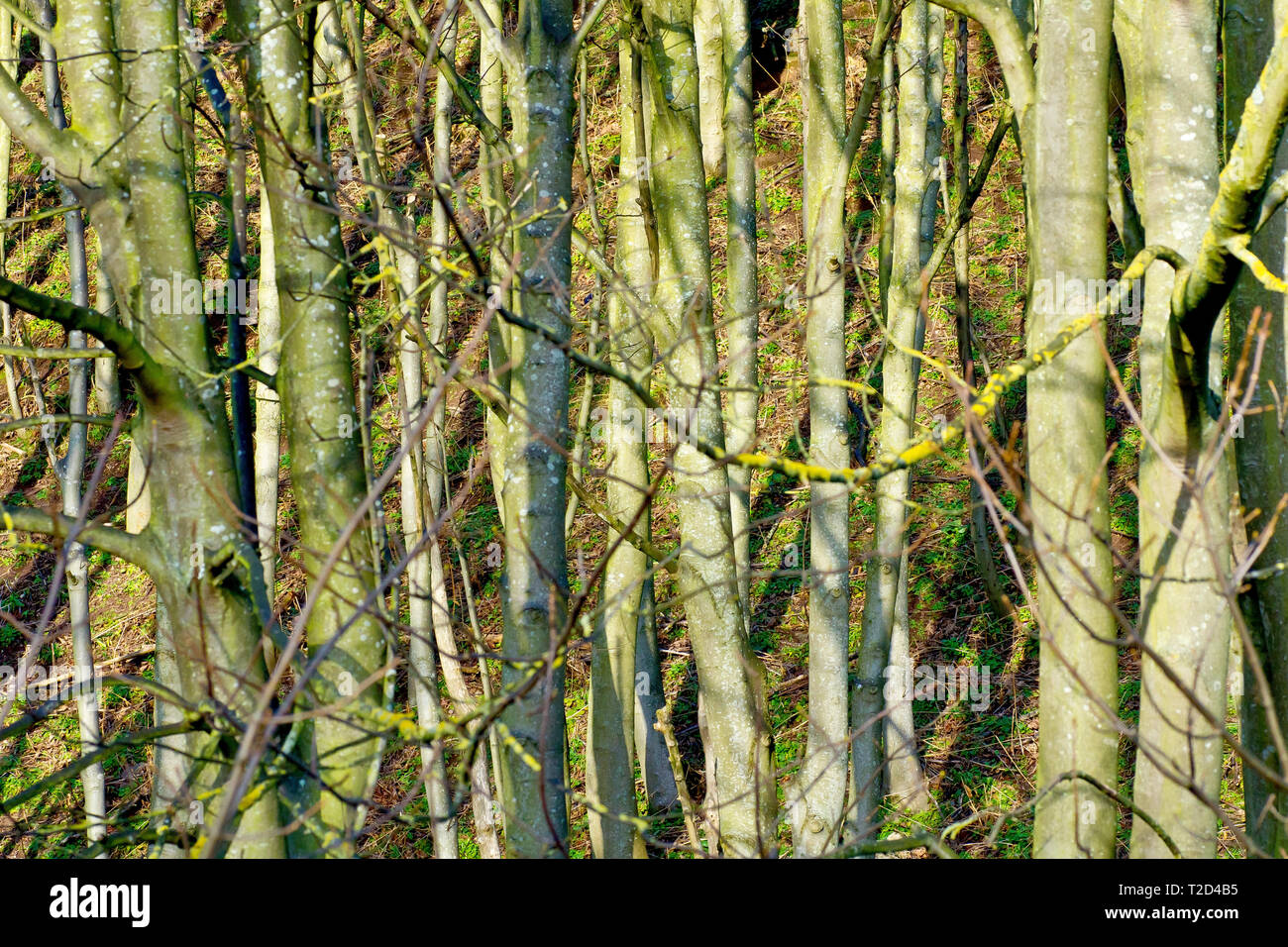 Eine abstrakte geschossen von einem Dickicht von jungen Bäumen durch eine niedrige warme Winter Sonne beleuchtet. Stockfoto