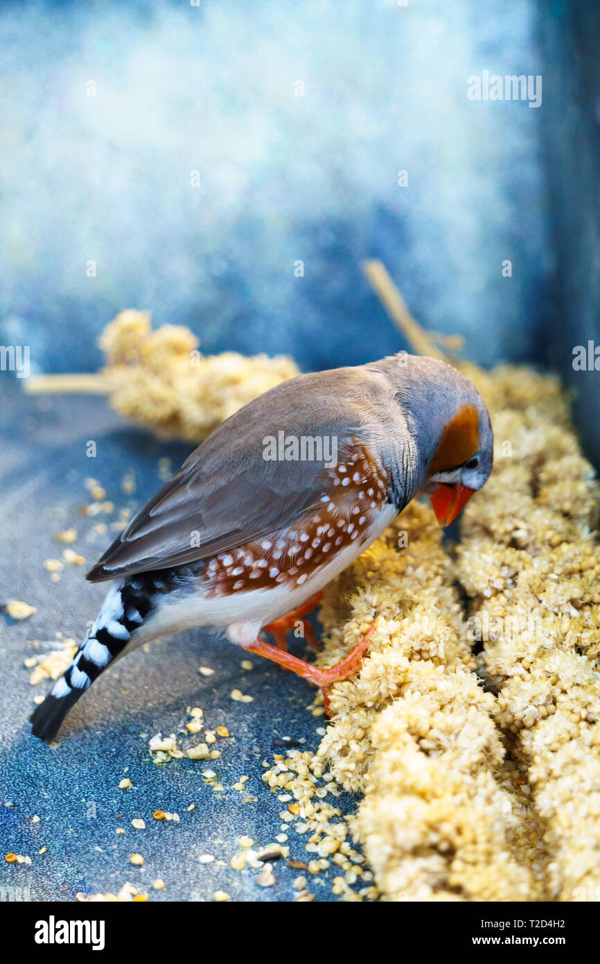 Zebra Finch (Taeniopygia guttata) männliche Vogel essen Samen. Stockfoto
