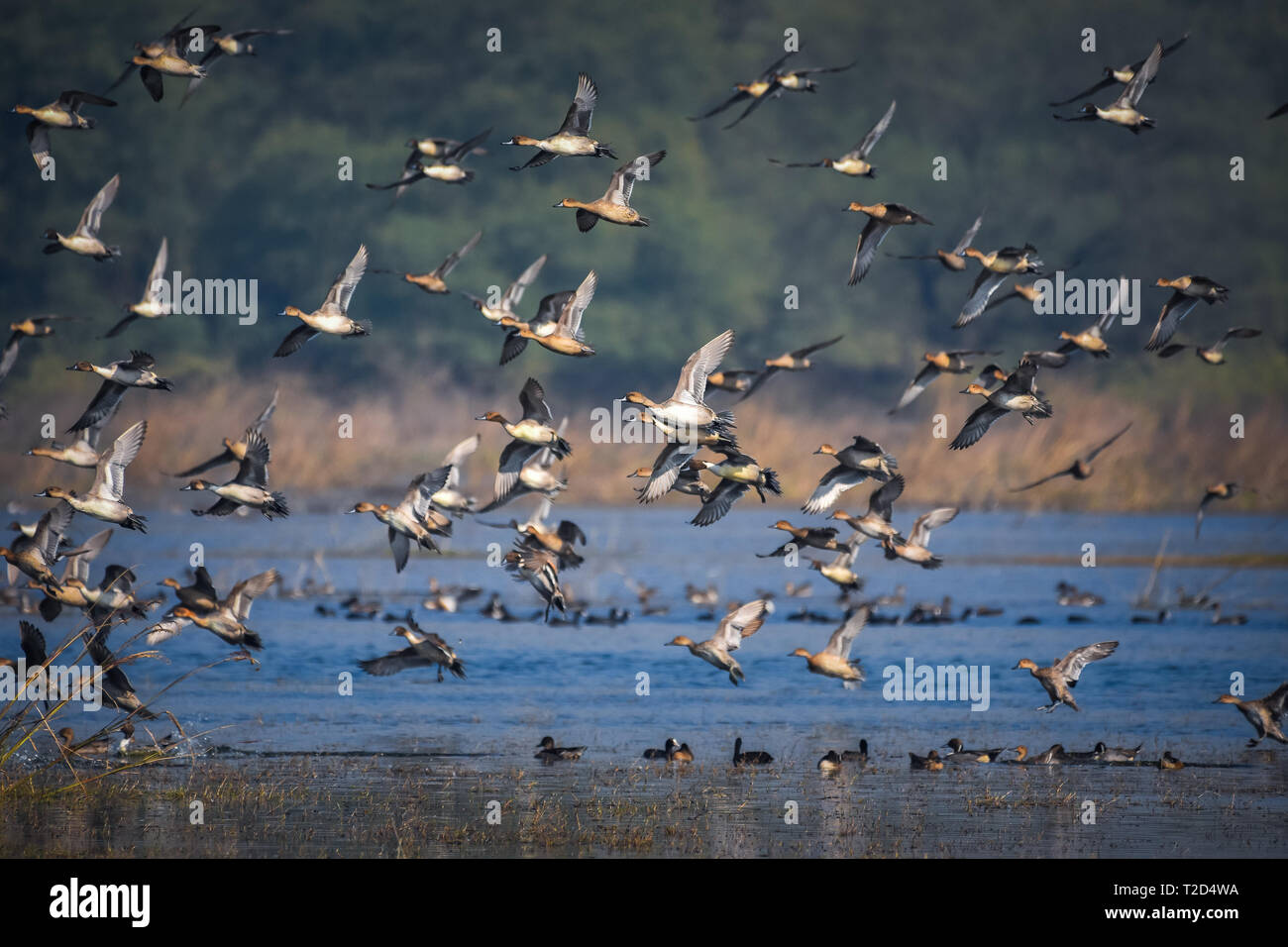 Gruppe von Enten, die aus dem Wasser fliegen, nachdem sie einen Adler gesehen haben Stockfoto