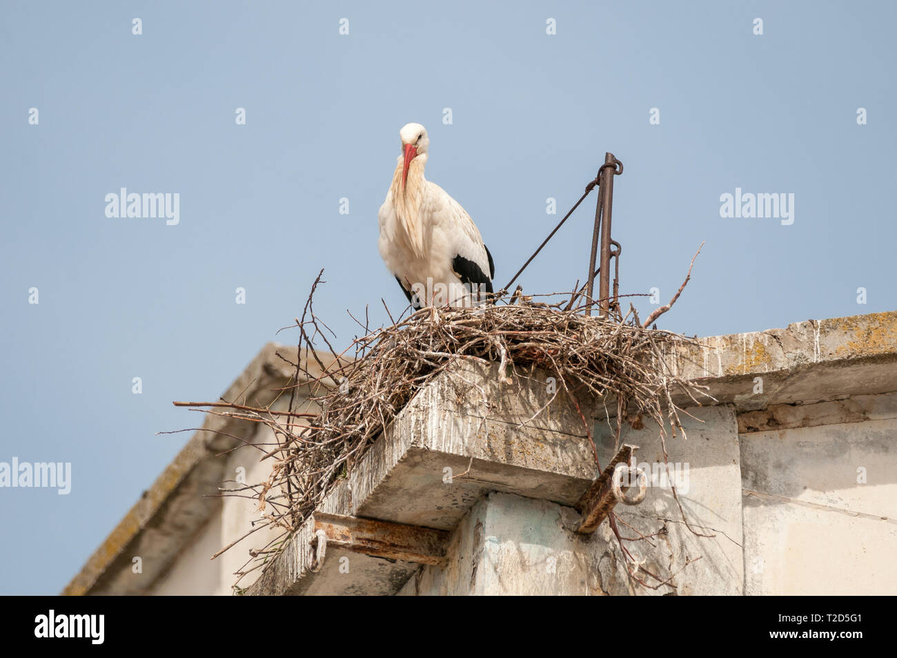Weißstorch, Ciconia ciconia, im Nest, Gesims eines alten Gebäudes, LLeida, Katalonien, Spanien Stockfoto