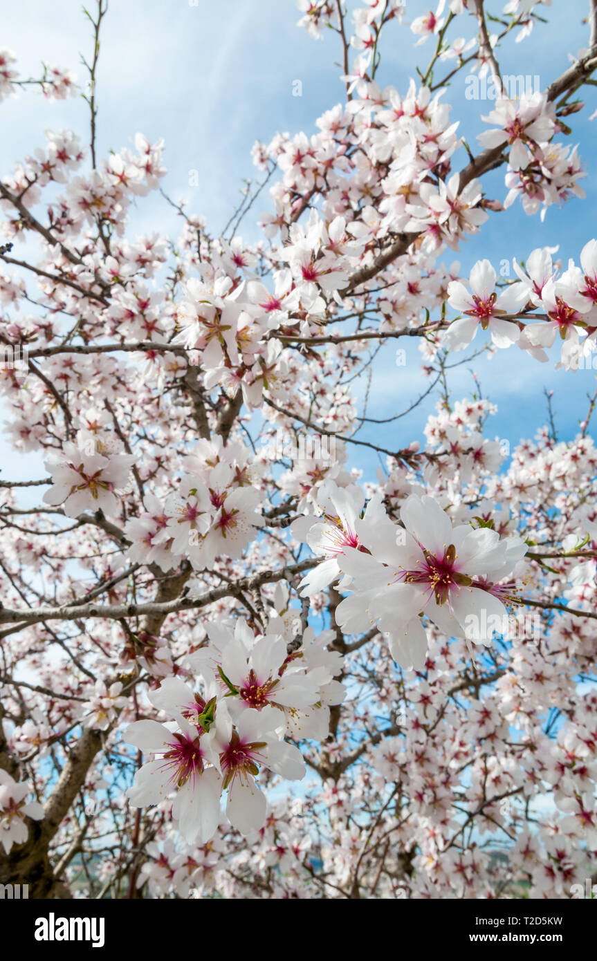 Mandel, Prunus dulcis Stockfoto