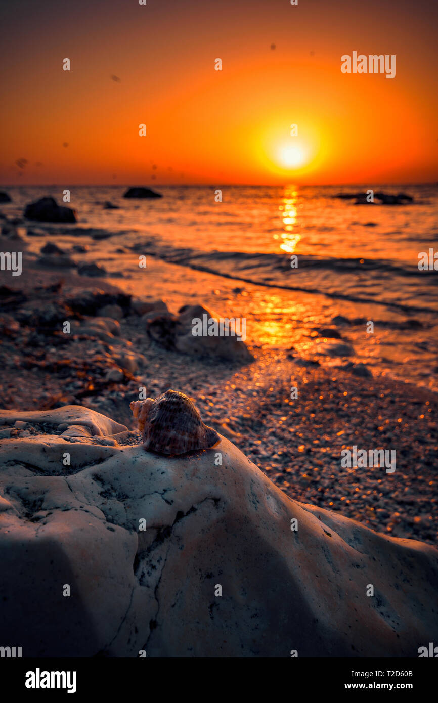 Schönen Sonnenaufgang geschossen mit einem Sea Shell auf einem Felsen am Ufer des Meeres mit der Sonne im Meer und die Vögel, die Fliegen Stockfoto