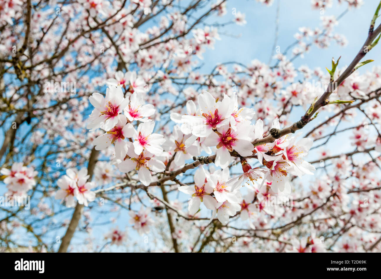Mandel, Prunus dulcis Stockfoto