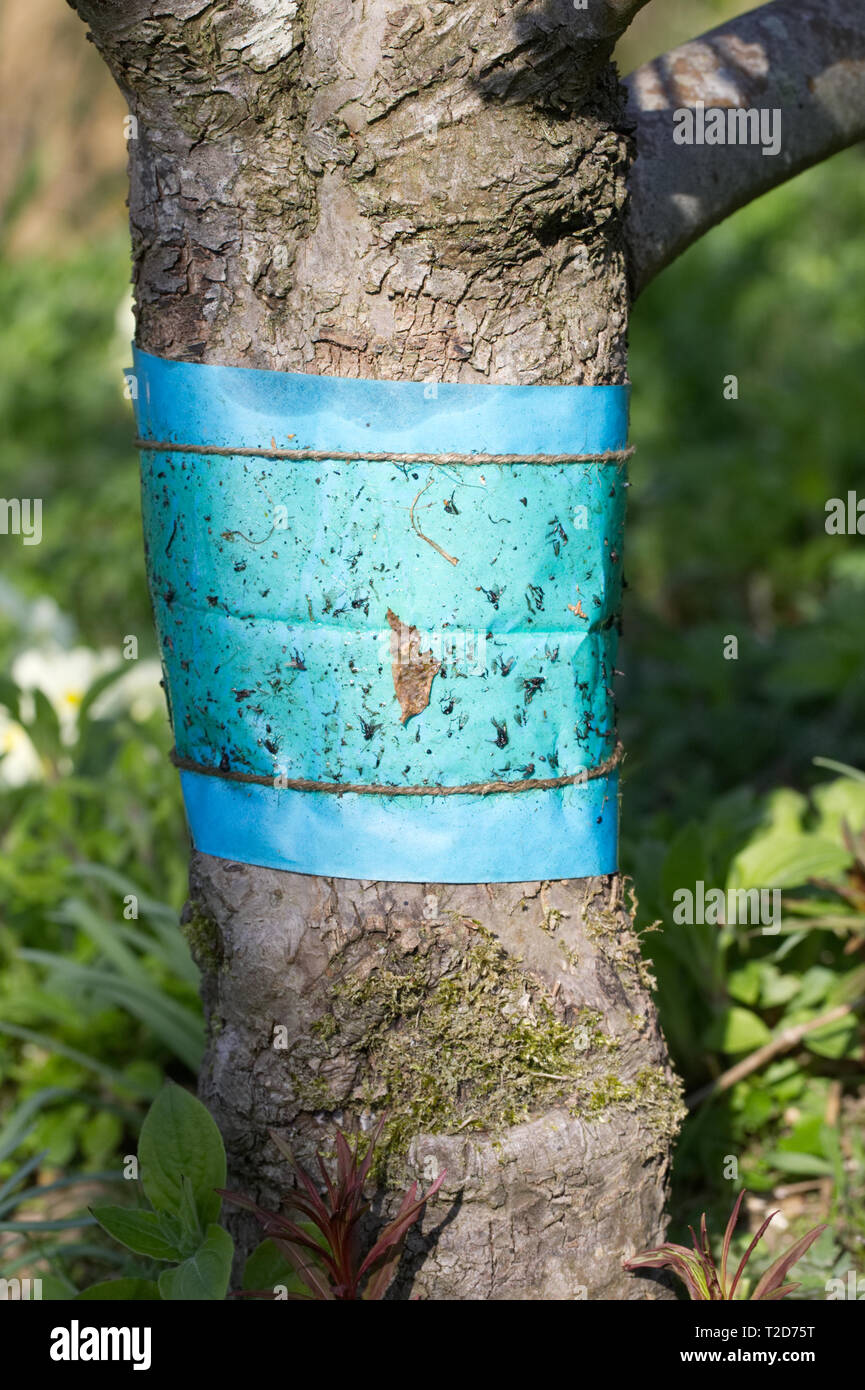 Fett-Band um ein Apple-Baumstamm, verwendet um flügellosen Motten klettern den Stamm des Baums zu verhindern. Stockfoto