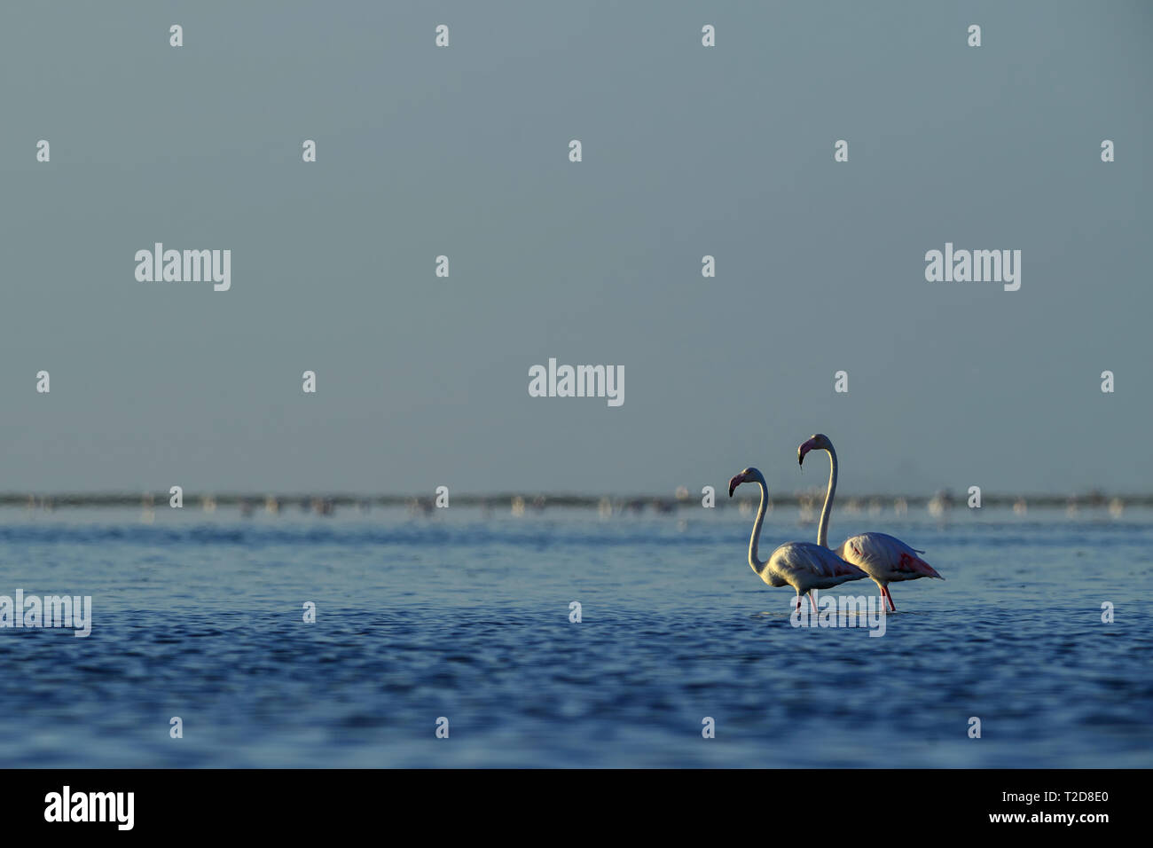 Mehr Flamingo, Phoenicopterus roseus, schöne Wasser Vogel aus dem südlichen Afrika Küste, Walvis Bay, Namibia. Stockfoto