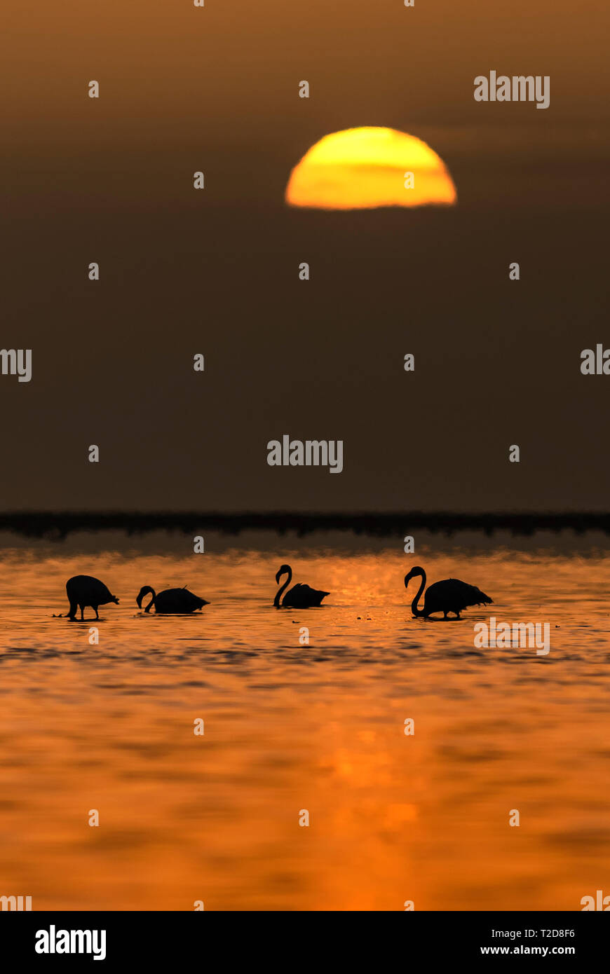 Mehr Flamingo, Phoenicopterus roseus, schöne Wasser Vogel aus dem südlichen Afrika Küste, Walvis Bay, Namibia. Stockfoto