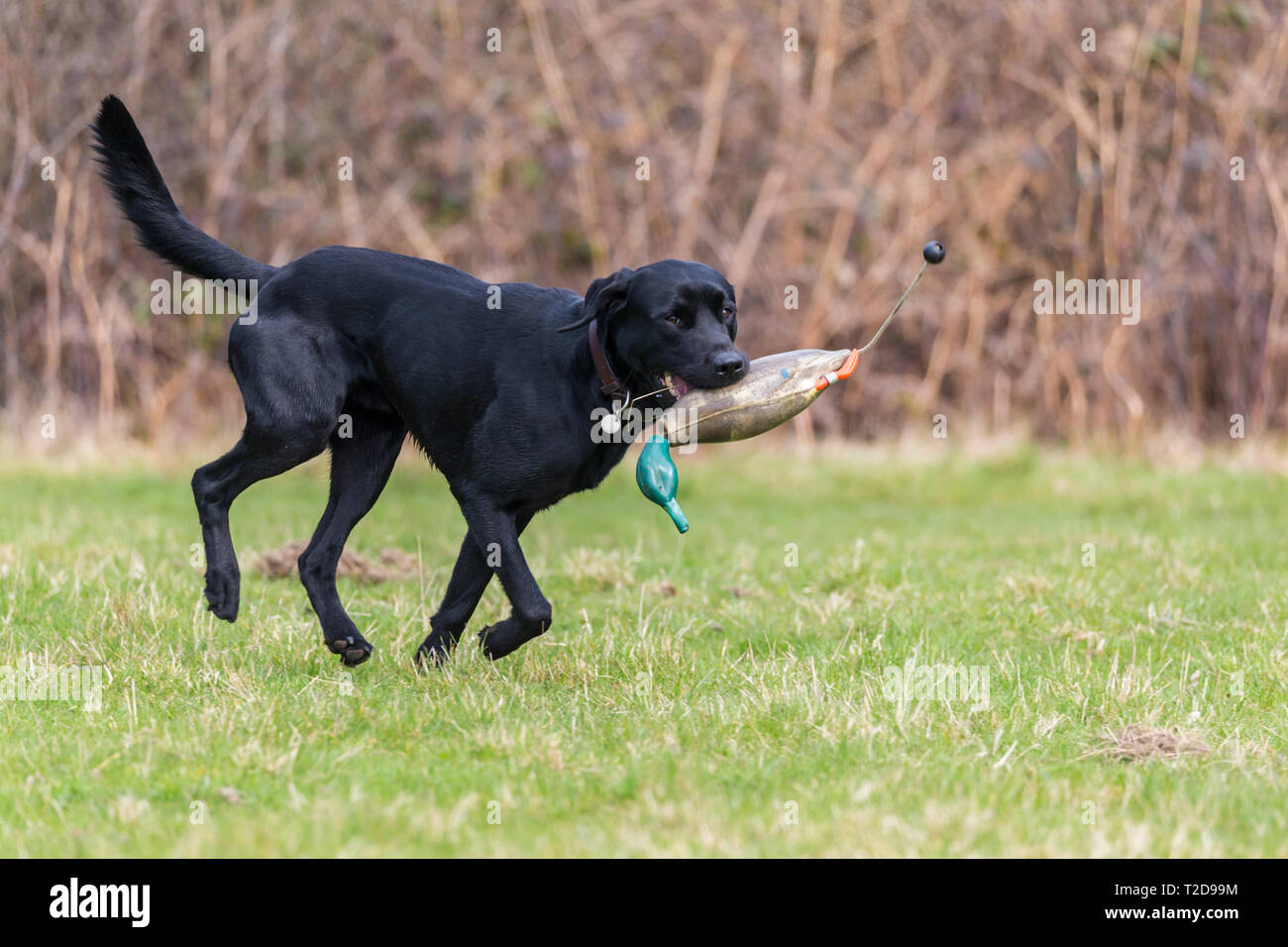 Labrador Retriever mit trainingspuppe Stockfoto