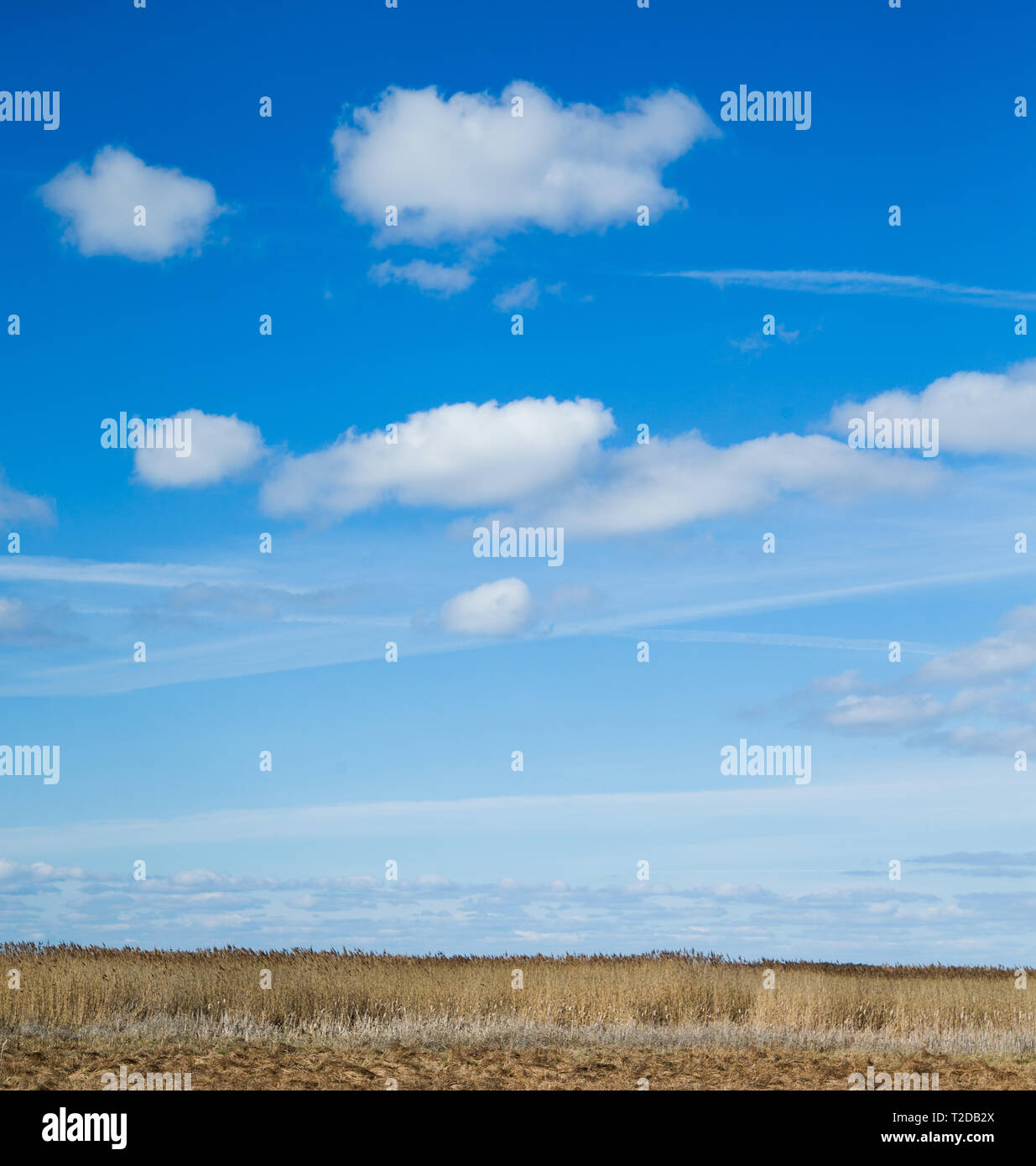 Blauer Himmel über Vogel See Tåkern. Stockfoto