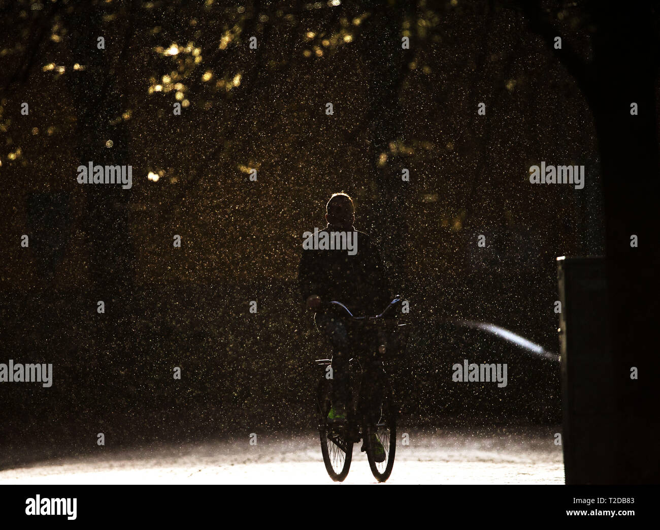 Radfahrer in Regen. Stockfoto