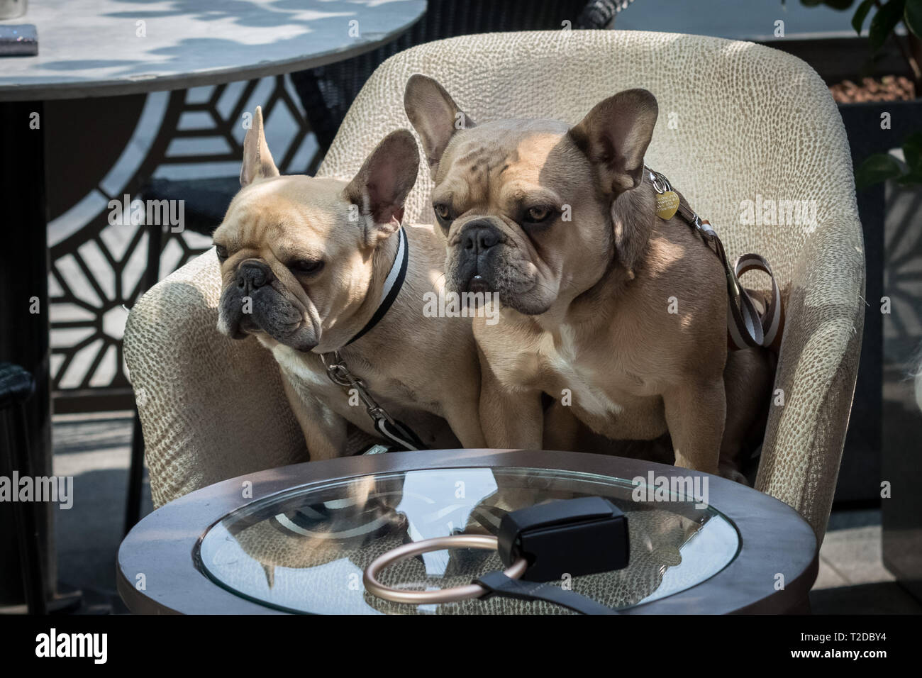 London, Großbritannien. 30. März, 2019. London Fashion Hund Brunch im M Restaurant in Victoria. Credit: Guy Corbishley/Alamy leben Nachrichten Stockfoto