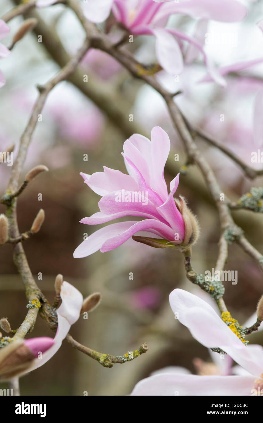 Magnolia x loebneri 'leonard Messel 'Baum Blüte im Frühjahr. Großbritannien Stockfoto