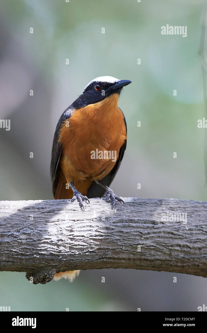 Weiß - gekrönte Robin - Chat in ihrem natürlichen Lebensraum in Gambia Stockfoto