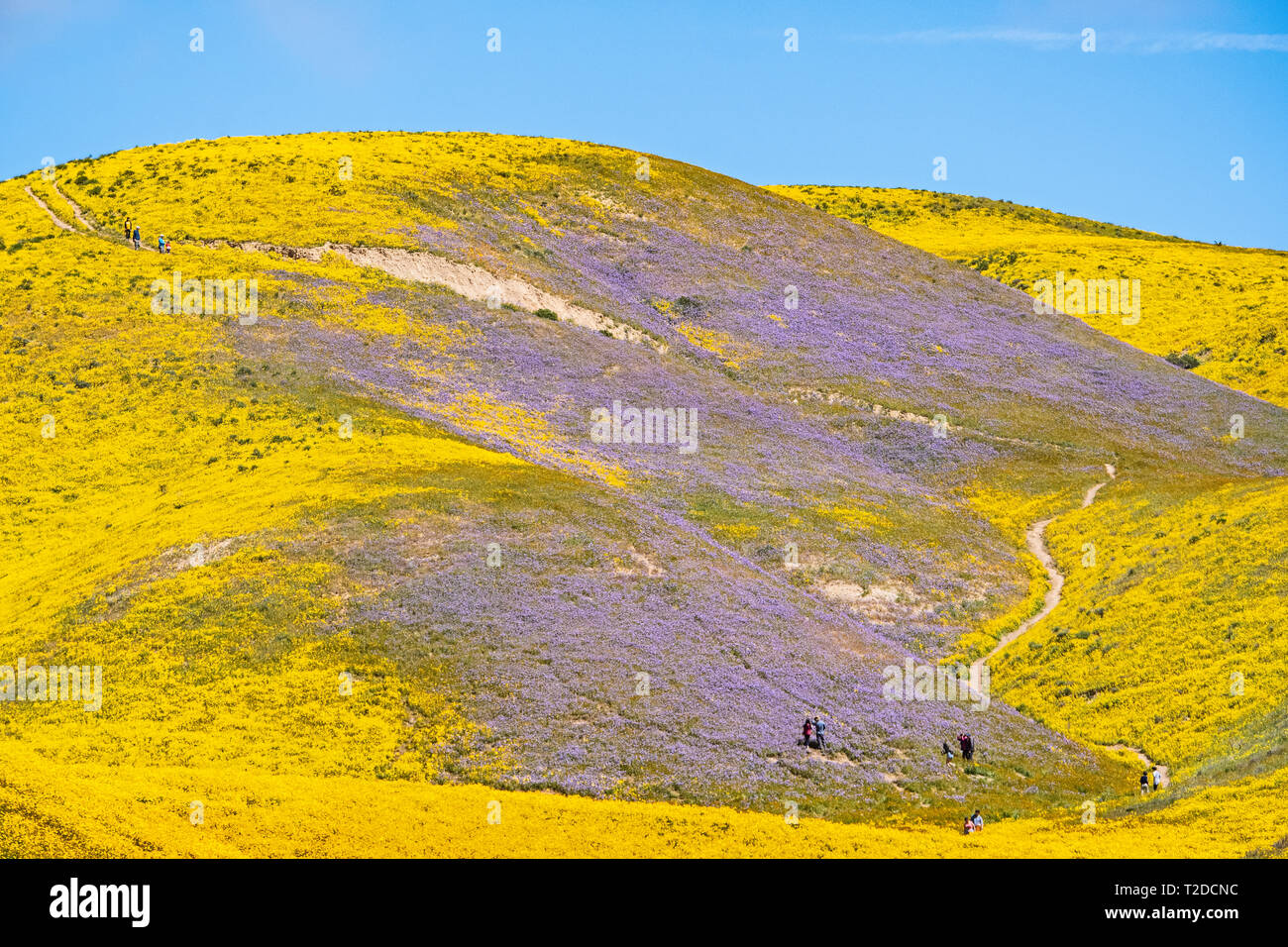 Super Blüte in Carrizo Plain, Kalifornien Stockfoto