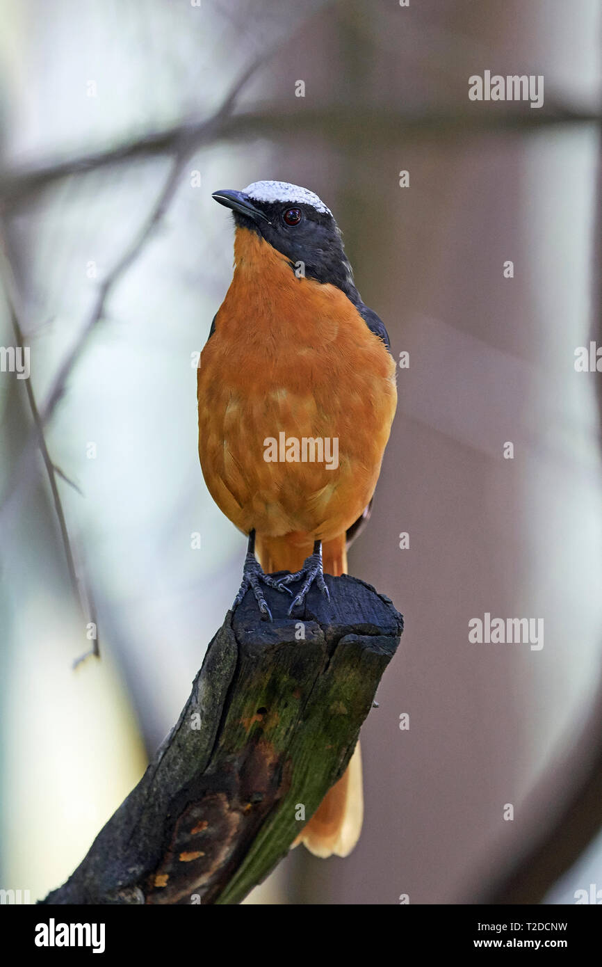 Weiß - gekrönte Robin - Chat in ihrem natürlichen Lebensraum in Gambia Stockfoto