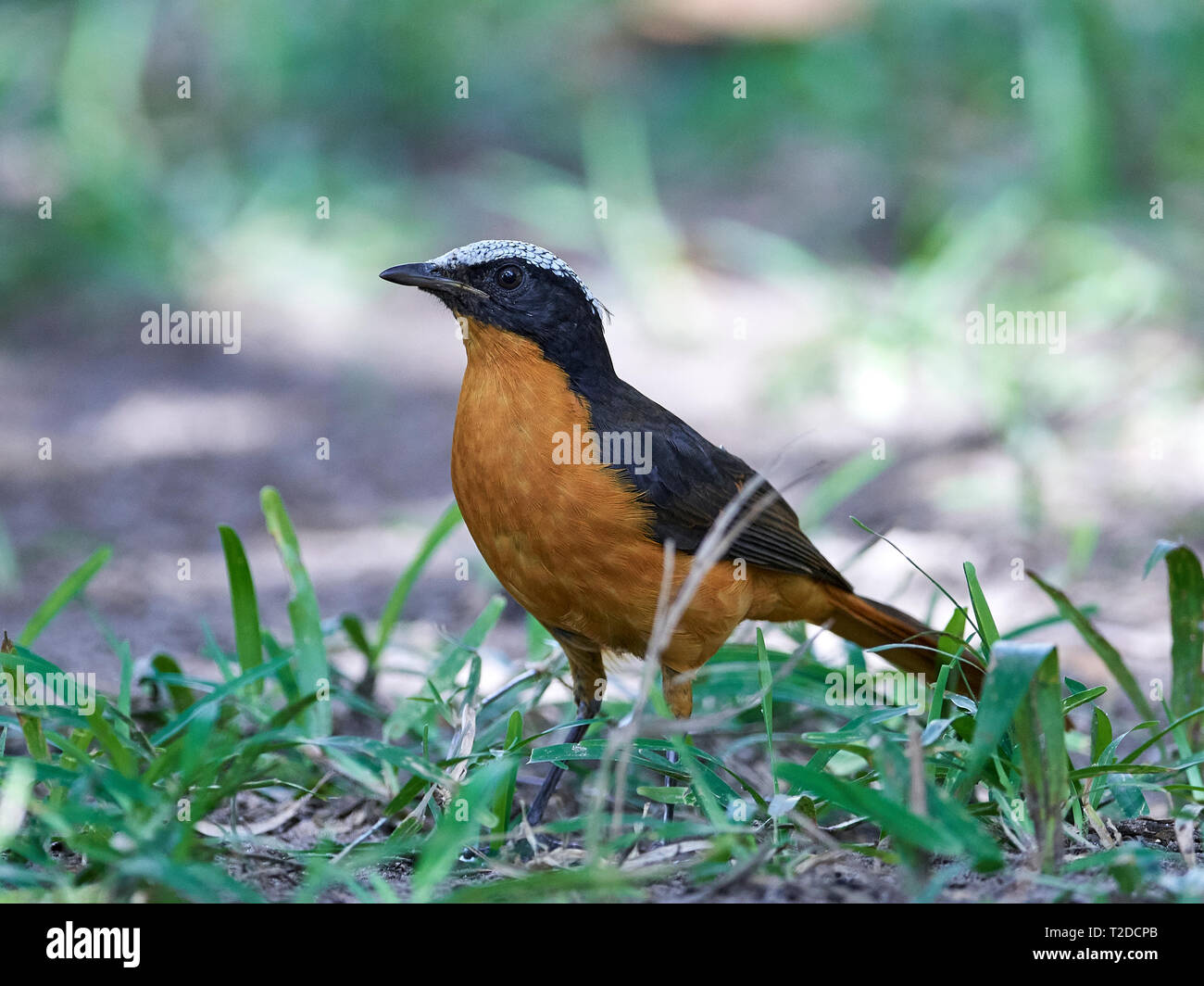 Weiß - gekrönte Robin - Chat in ihrem natürlichen Lebensraum in Gambia Stockfoto