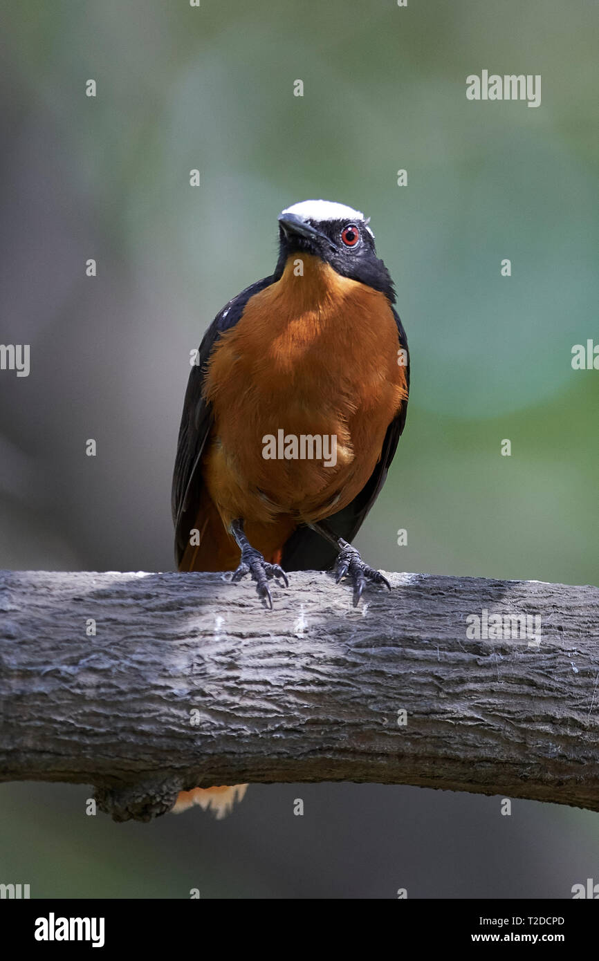 Weiß - gekrönte Robin - Chat in ihrem natürlichen Lebensraum in Gambia Stockfoto