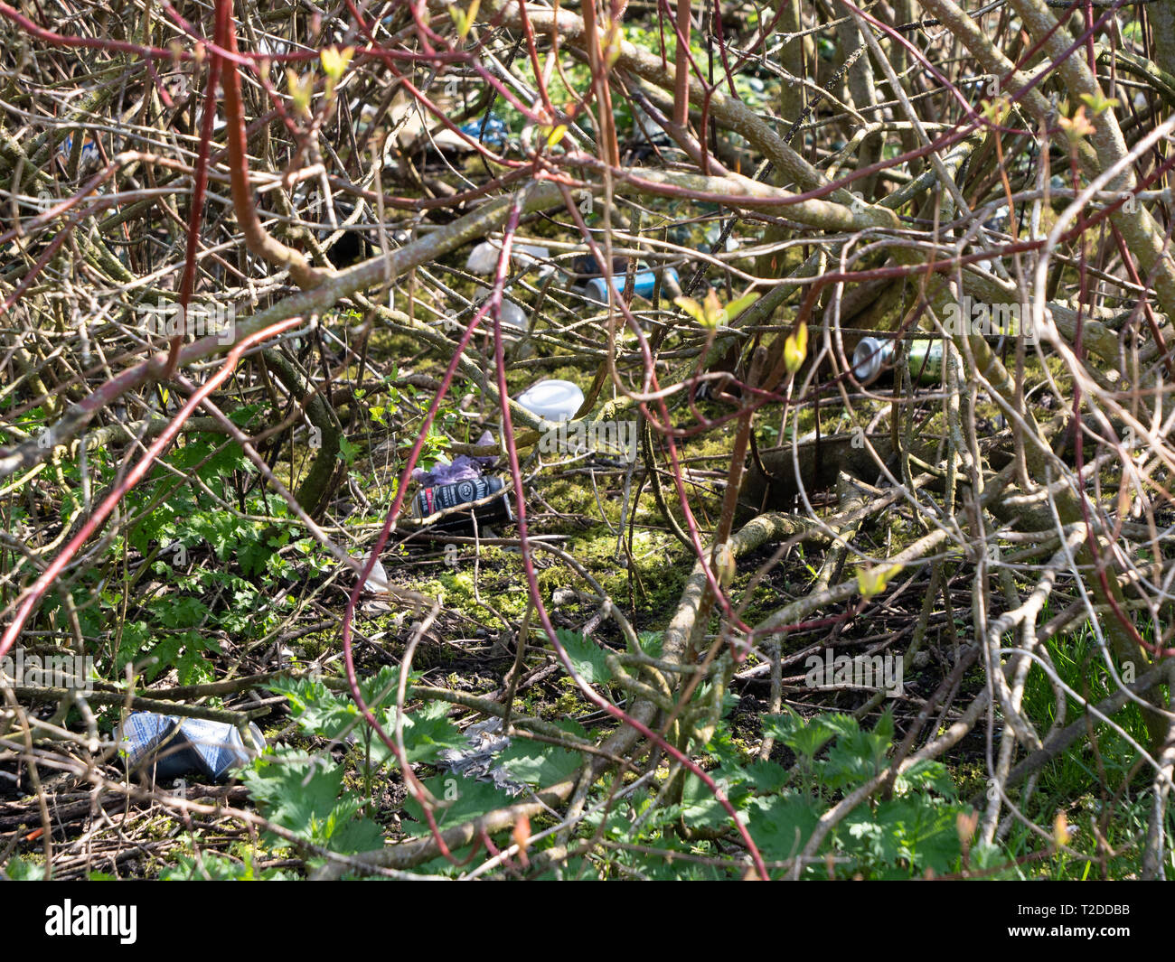 Sonstiges Wurf unter einem Busch in einem lokalen Park in Westbury, Wiltshire, UK. Stockfoto